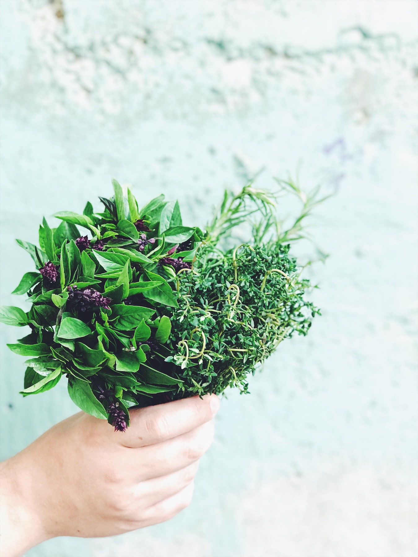 shot of Herbs in hand against wall